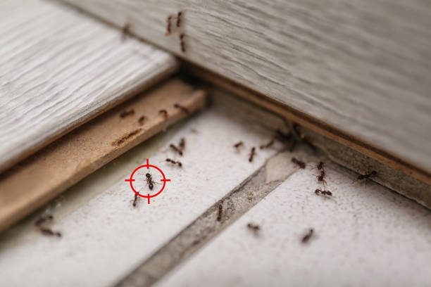 Best Wasp Removal Services  in Atchison, KS