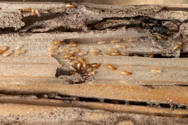 Atchison, KS Pest Control Company